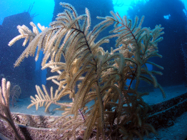 Sea Plume Wreck v1 004.jpg