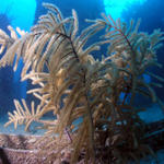 Sea Plume Wreck v1 004.jpg