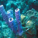 Roatan 2005 v1 087.jpg