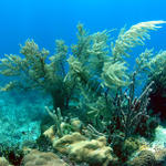 Cayo Guillermo, Cuba June 2004 - Underwater Pictures
