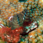 Christmas Tree Worm