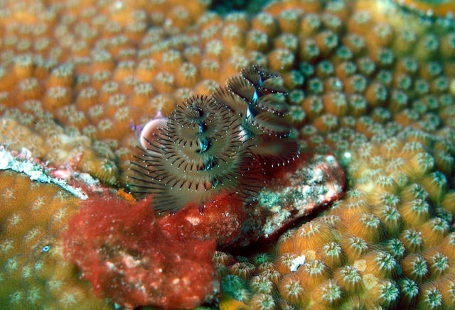 Christmas Tree Worm