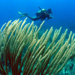 Diver and sea rods