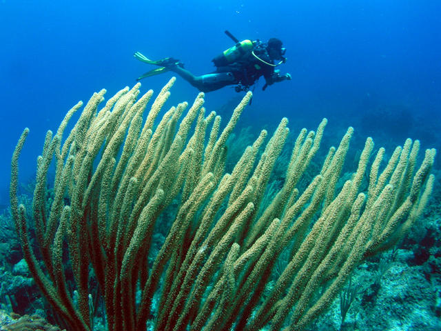 Diver and sea rods