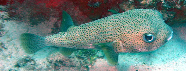 Porcupinefish