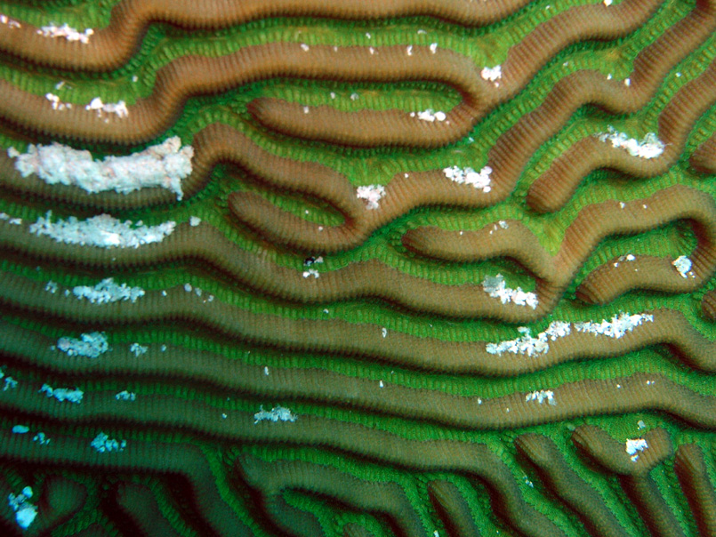 Brain coral