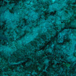 Lizardfish...can u see me?