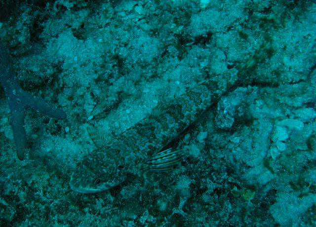 Lizardfish...can u see me?