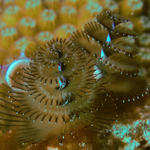 Christmas Tree Worm