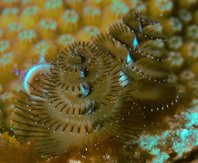 Christmas Tree Worm