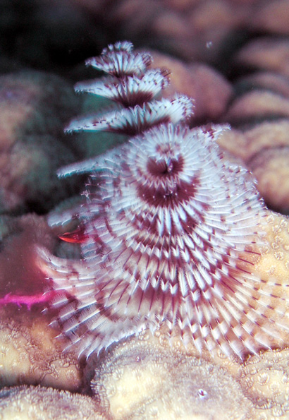 Christmas Tree Worm