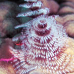 Christmas Tree Worm