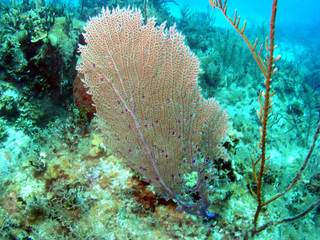 Coral Fan