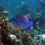 Triggerfish