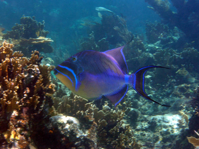 Triggerfish