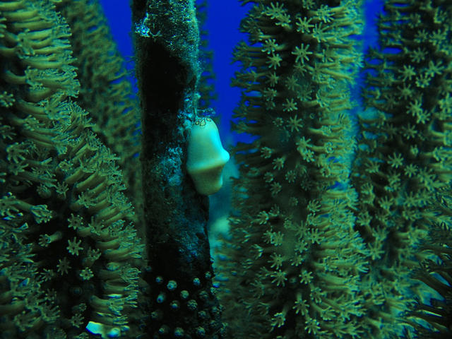 Flamingo tongue