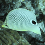 Foureye Butterfly Fish