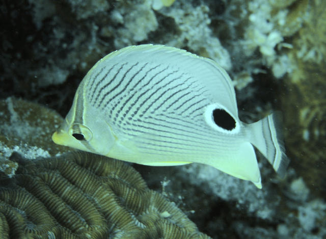 Foureye Butterfly Fish