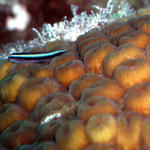 Great Star Coral and Broadstripe Goby