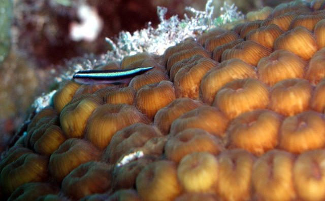 Great Star Coral and Broadstripe Goby