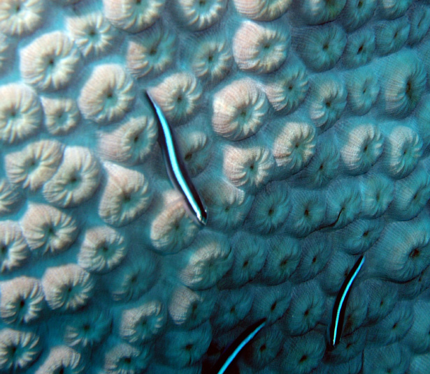 another Great Star Coral and Broadstripe Goby