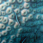 another Great Star Coral and Broadstripe Goby