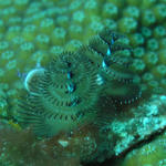 Green Christmas Tree Worm