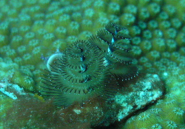 Green Christmas Tree Worm