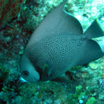 Grey angel fish