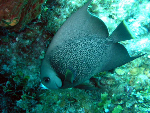 Grey angel fish