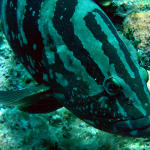 Grouper