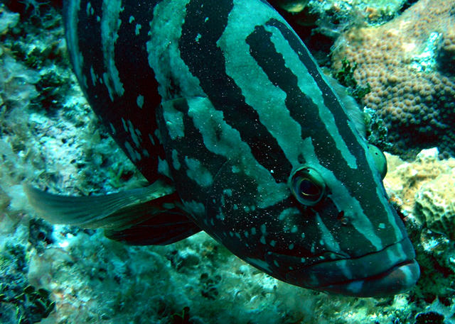 Grouper