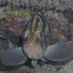 Grouper close-up