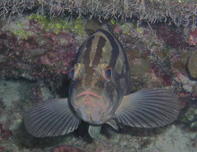 Grouper close-up