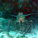 Huge Spiny Lobster