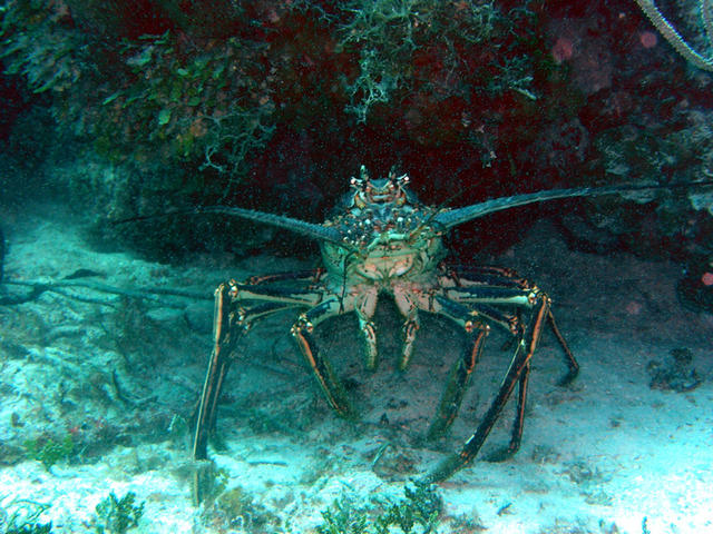 Huge Spiny Lobster