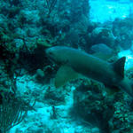 Nurse shark swimming