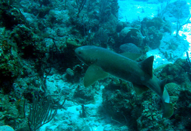 Nurse shark swimming