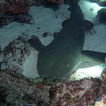 Nurse shark relaxing