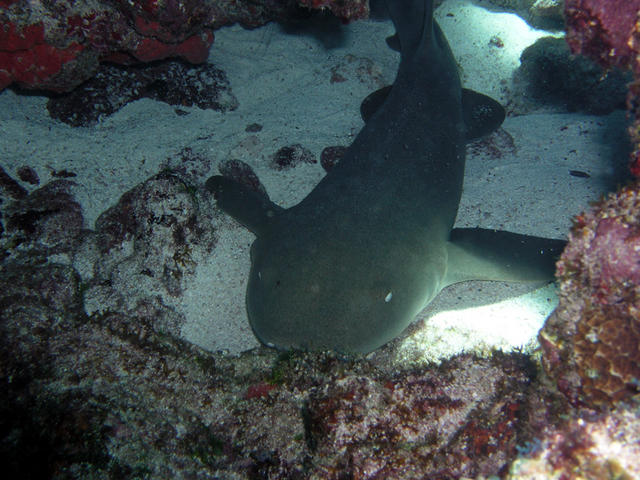 Nurse shark relaxing