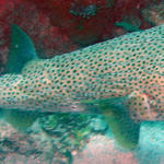 Porcupinefish