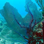 Sea Fans