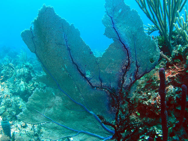 Sea Fans