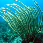 Sea Rods