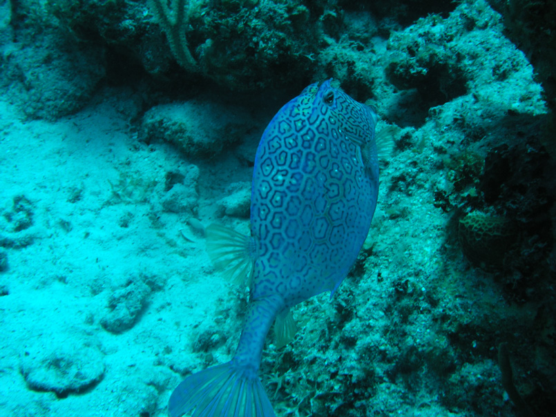 Trunkfish