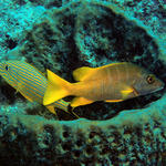 Two fishes in barrel coral