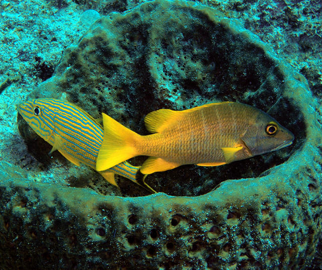 Two fishes in barrel coral