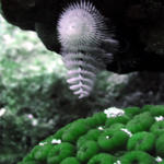 White Christmas Tree Worm