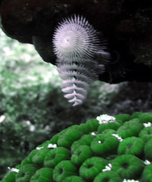 White Christmas Tree Worm