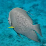 Grey Angel Fish